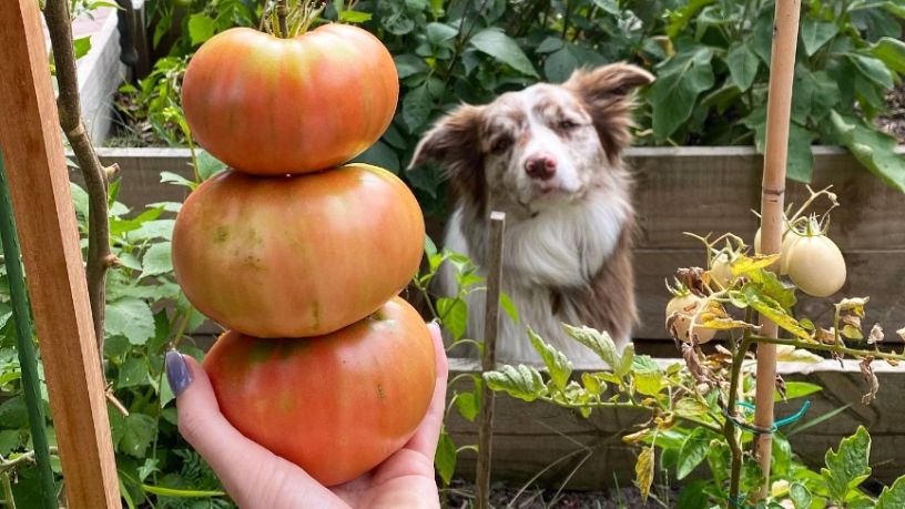 Dog in garden looking at person holding up three red tomatoes.