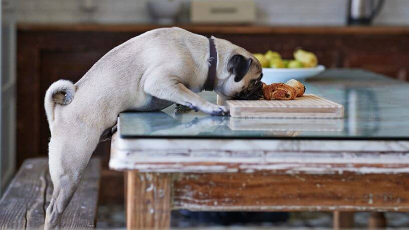 A dog sniffing a pastry on table.