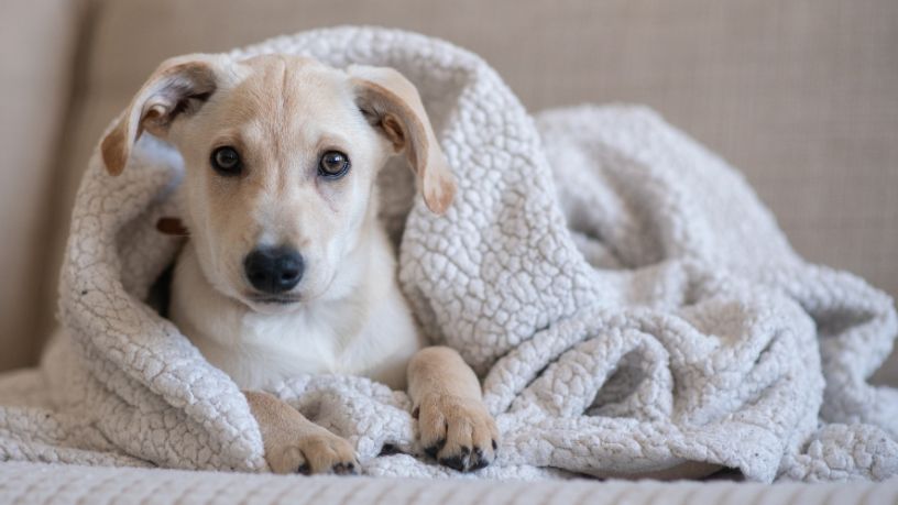 A puppy wrapped in white blanket.