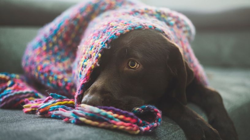 Brown dog wrapped in pink blanket peeking out with one eye.