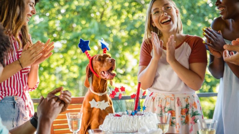 A group of people clap and sing to a dog wearing a novelty headband and sitting in front of a cake.