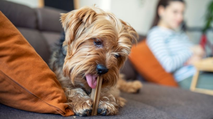 Little dog on couch chewing on a treat with a woman in the background.